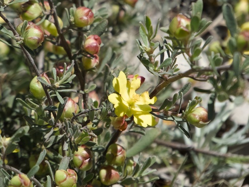 Hibbertia obtusifolia observed 2026-10-24