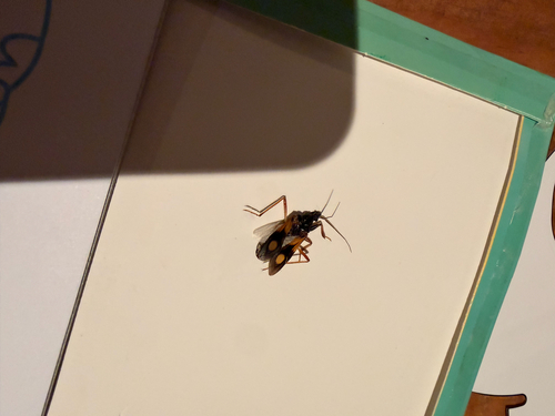 Rasahus biguttatus