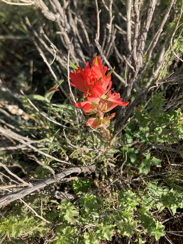 Wholeleaf Paintbrush