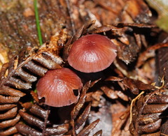 Mycena kurramulla