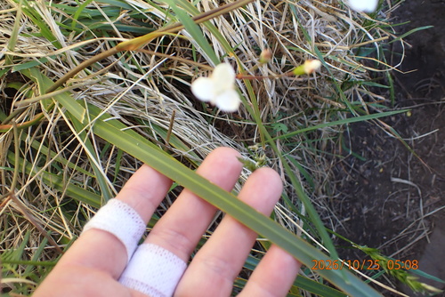 Libertia ixioides observed 2026-10-25
