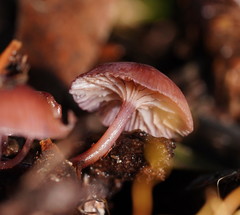 Mycena kurramulla