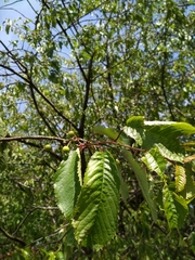 Prunus avium