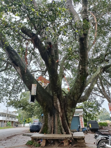 Ficus benghalensis observed 2026-10-25