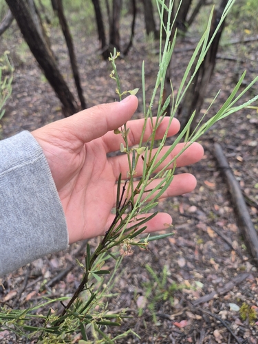 Daviesia leptophylla observed 2026-10-25
