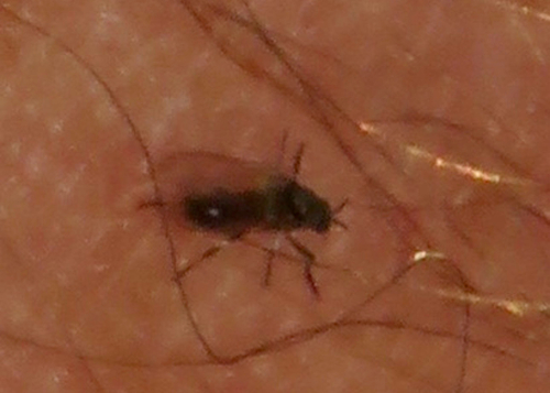 Common Blackflies