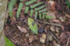 Leucauge tessellata