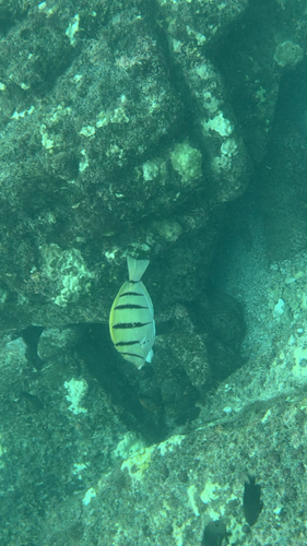 Acanthurus triostegus observed 2026-10-24