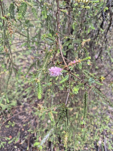 Melaleuca decussata observed 2026-10-25