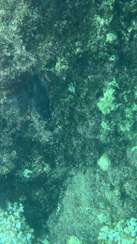 Arothron meleagris observed 2026-10-24