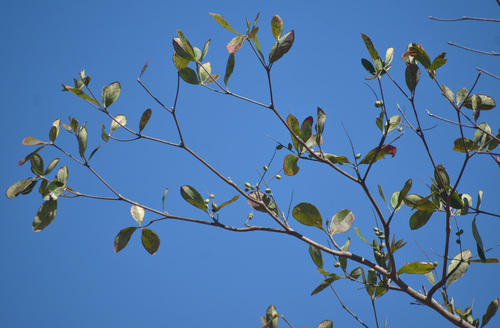 Terminalia muelleri observed 2026-08-21