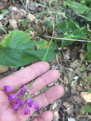 Allium peninsulare