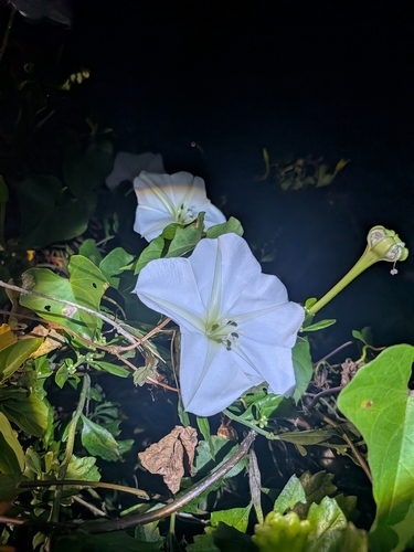 Ipomoea alba observed 2026-10-24