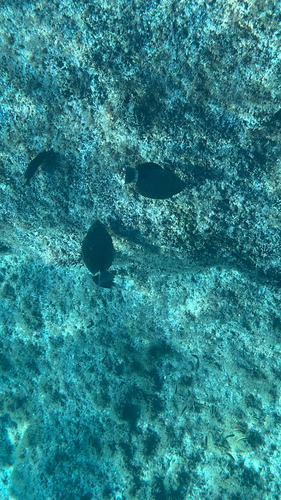 Acanthurus xanthopterus observed 2026-10-24