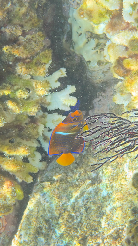 Holacanthus passer observed 2026-10-24