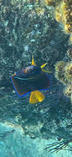 Holacanthus passer observed 2026-10-24