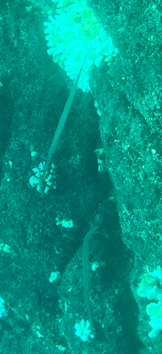 Fistularia commersonii observed 2026-10-24