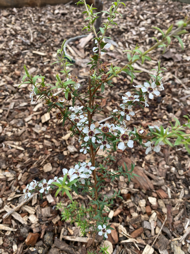 Leptospermum scoparium observed 2026-10-25
