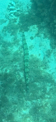 Fistularia commersonii observed 2026-10-24