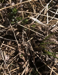 Scutellaria galericulata