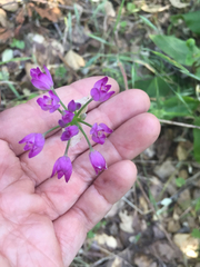 Allium peninsulare