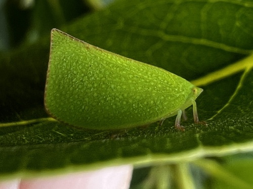 Siphanta acuta, 2026-10-25