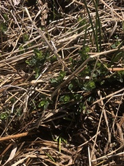 Scutellaria galericulata