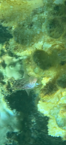 Cirrhitichthys oxycephalus observed 2026-10-24