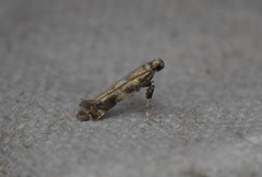 Gracillaria syringella