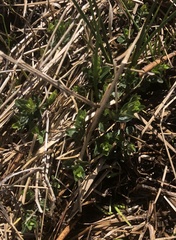 Scutellaria galericulata
