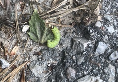 Phlogophora