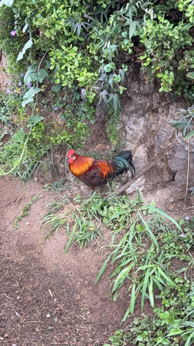 Gallus, 2026-10-24
