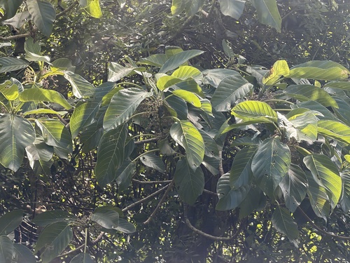Dendrocnide meyeniana observed 2026-10-25