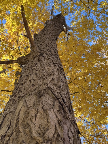 Juglans cinerea, 2026-10-24