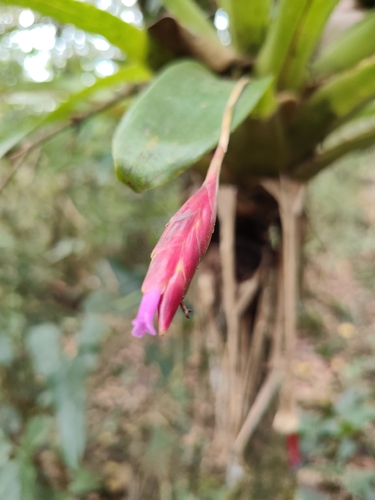 Tillandsia complanata, 2026-10-24