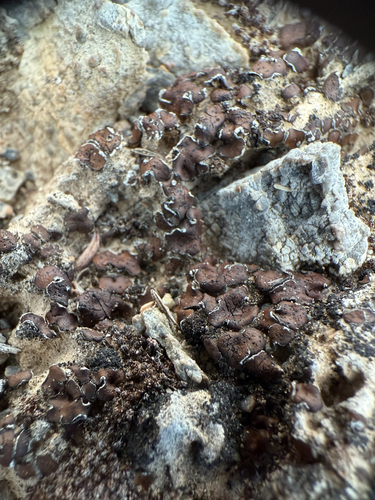 Brown Stipplescale Lichen