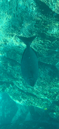 Kyphosus vaigiensis observed 2026-10-24