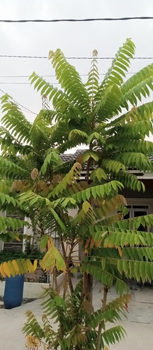 Averrhoa bilimbi observed 2026-10-25