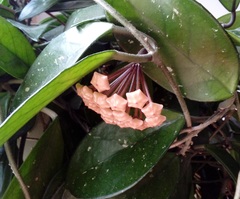 Hoya carnosa