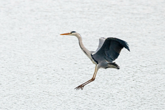 Ardea cinerea