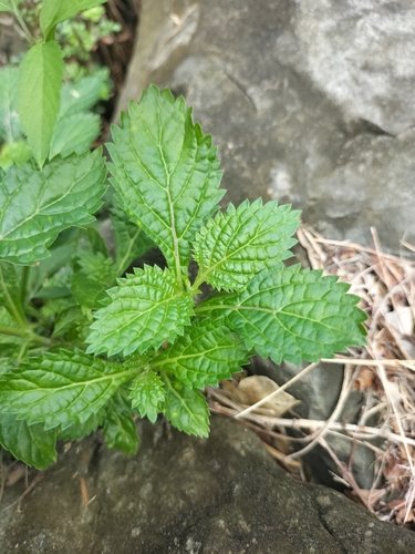 Stachytarpheta urticifolia observed 2026-10-25