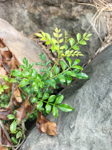 Fraxinus griffithii observed 2026-10-25