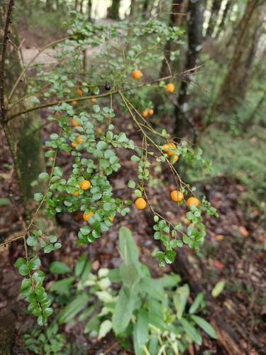 Pittosporum multiflorum observed 2026-10-24