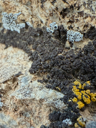 brown cobblestone lichen