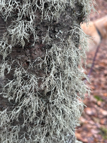 Ramalina farinacea observed 2026-10-24