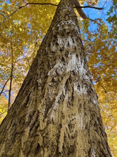Juglans cinerea, 2026-10-24