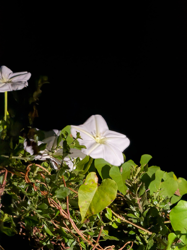 Ipomoea alba observed 2026-10-24