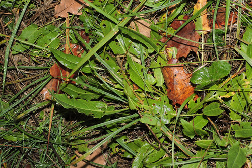 Rumex acetosa observed 2026-10-24