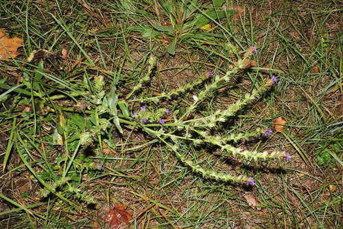 Anchusa, 2026-10-24