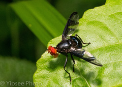 Loxoneura